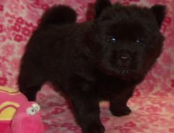Home Raised Chow Chow Puppies Ready
