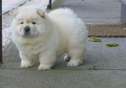 Potty Trained Chow Chow puppies.