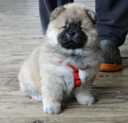 House Raised Chow Chow Puppies.