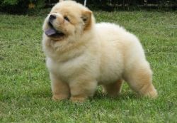 2 Beautiful Chow Boys For Sale