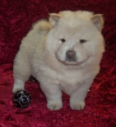 Black and cream Full AKC Chow Chow Puppies