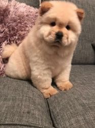 Chow Chow Male and Female pups ready to come home