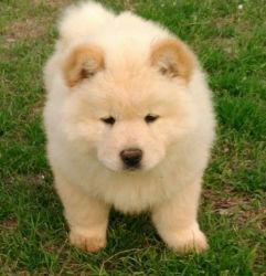 Vet checked Chow Chow Puppies