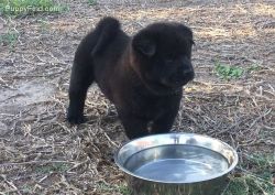 Excellent Chow Chow Puppies For Loving Homes