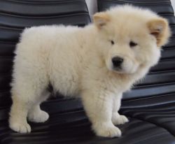 4 Chow Chow Pupies For Sale