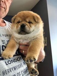 Chunky Chow Pups.reduced Price