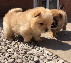 Beautiful Champion Bloodline Chow Chow Puppies