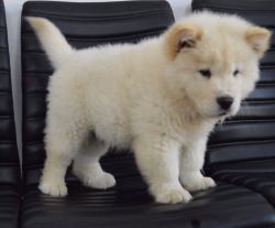 Male Kc Registered Chow Puppies Champion Sired
