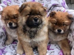 Kc Registered Chow Chow Puppies