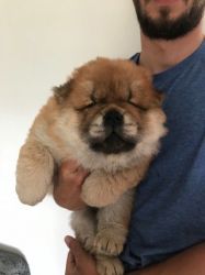 pure) Chow Chow Puppies For Sale