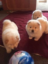 Kc Reg Chow Chow Puppies, Only 1 Dog Left