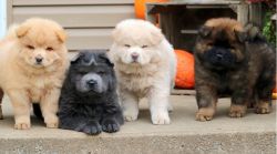 Very Playful Chow Chow Pups