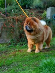 Chow Chow babies for sale