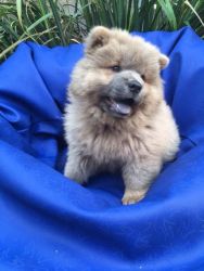 Chow Chow For Sale Chipped And Vaccinated