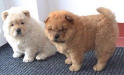 Adorabe Chow Chow Puppies Now Ready For Adoption