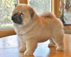 Champion Bloodline Chow Chow Pup