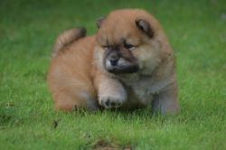 Chow Chow Female Puppy For Sale