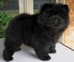 Male and Female Chow Chow Puppy