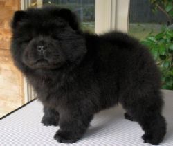 *Cute Chow Chow Puppies For sale