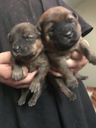 Chow chow puppies for sale