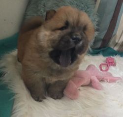 Purebred Chow Chow Puppies For Sale!