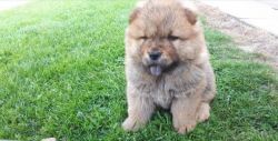 Chow Chow Puppie