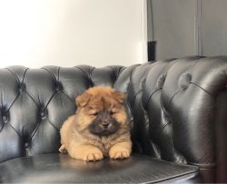 rehoming male/female Chow chow Pups NEED A homes.(xxx) xxx-xxx8