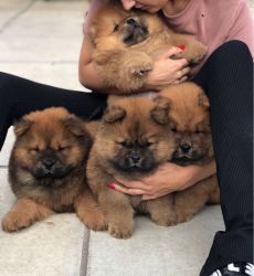 Chow Chows