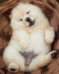 Meet our darling Chow Chow Puppies For Sale!