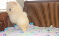 AKC Reg Chow Chow Puppies For Sale