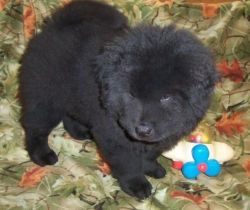 2 beautiful Chow Chow puppies for sale