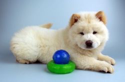 Gorgeous Chow Chow Puppies