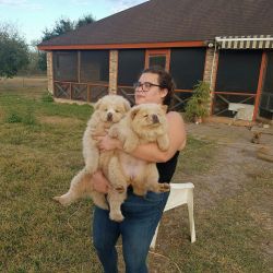 Adorable Chow Chow puppies for sale.