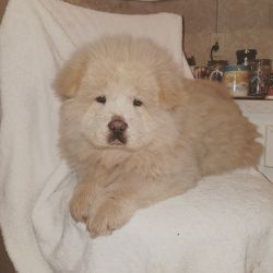 AKC Registered Chow ChowPuppies For Sale