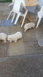 Chow Chow pupies for sale
