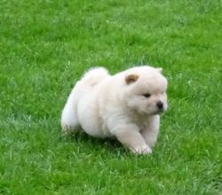 Beautiful Chow Chow Puppies