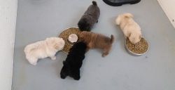 Nice and Healthy Chow Chow Puppies Available