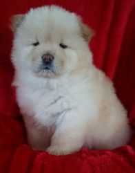 Affectionate Chow Chow Puppies for Sale