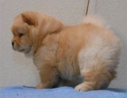 Well Socialized Blue Tongue Chow Chow Puppies For Sale