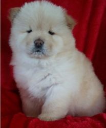 Smartest and Fastest Learner Chow Chow Puppies