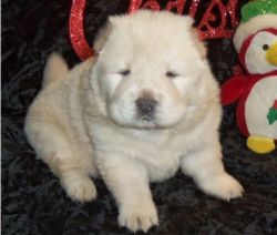 Microchipped Male and Female Chow Chow Puppies