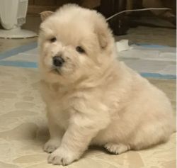 GORGEOUS AKC Cream Chow Chow Puppies