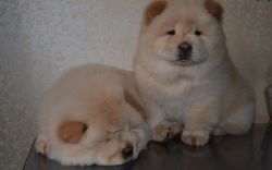 Health Certified Male and Female Chow Chow Puppies