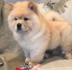 Stunning and Full Of Spunk Chow Chow Puppies