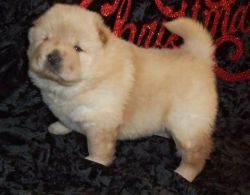 AKC Champions Chow Chow Puppies
