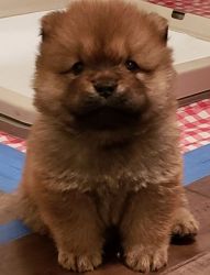 Beautiful Red Male and Female Chow Chow Puppies