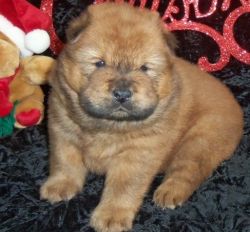 Home Raised Male and Female Chow Chow Puppies
