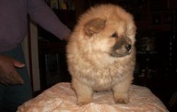 Both AKC Champions Chow Chow Puppies