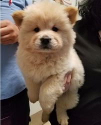 Best Companion Male and Female Chow Chow Puppies