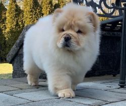 Beautiful Cream Male and Female Chow Chow Puppies